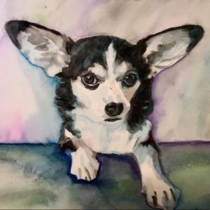Pet Portraits